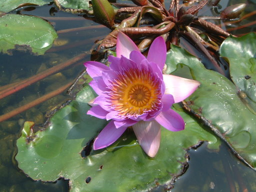 植栽016